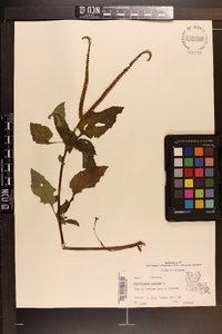 Heliotropium indicum image