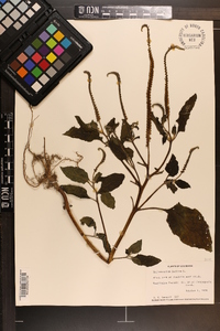 Heliotropium indicum image