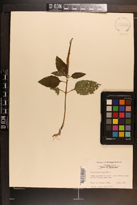 Heliotropium indicum image