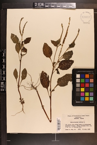 Heliotropium indicum image