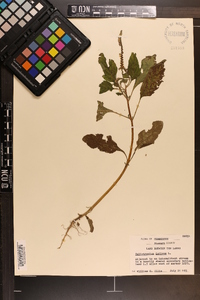 Heliotropium indicum image