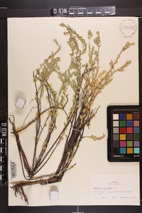 Euphorbia buxifolia image