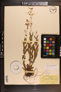 Penstemon arkansanus image