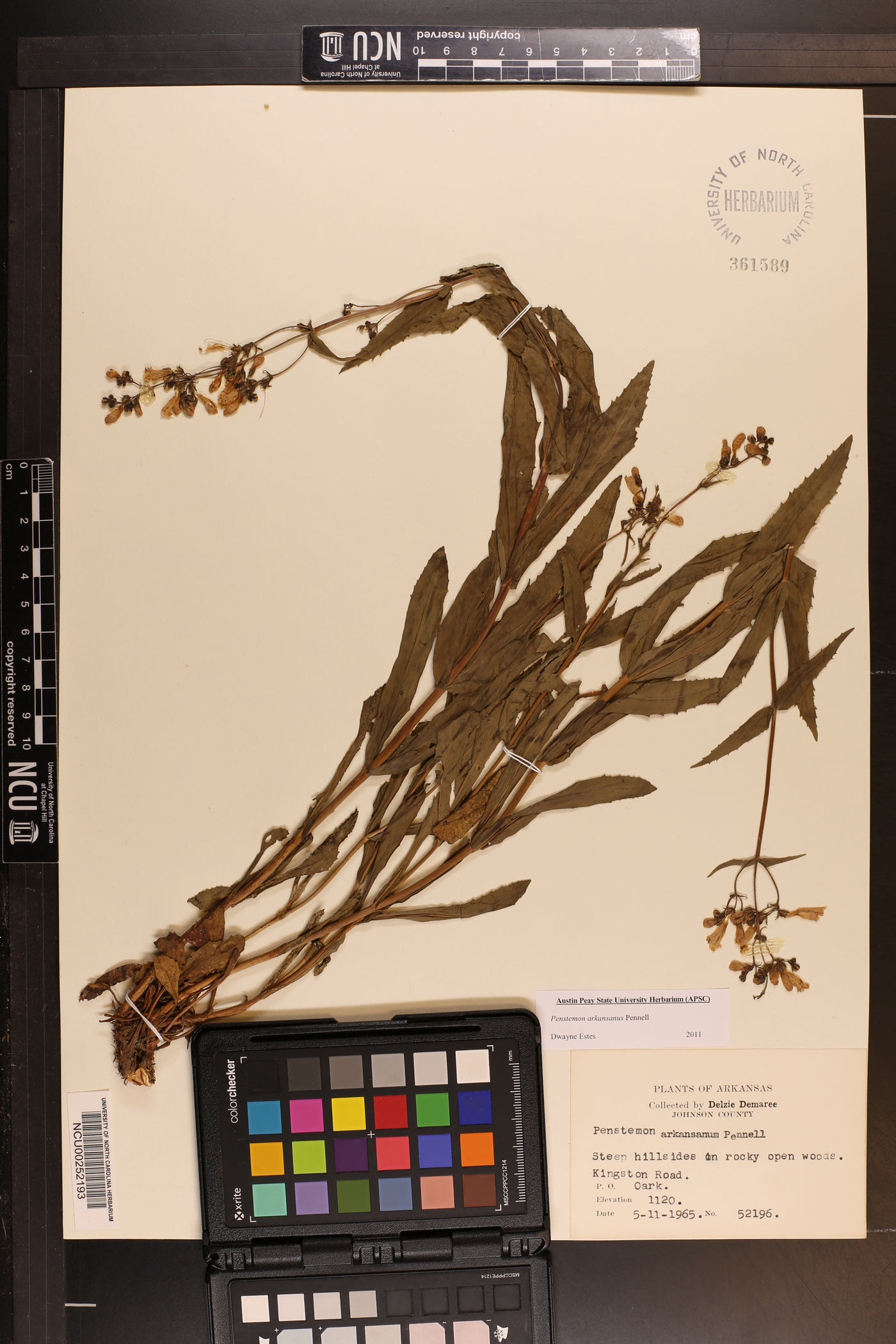 Penstemon arkansanus image