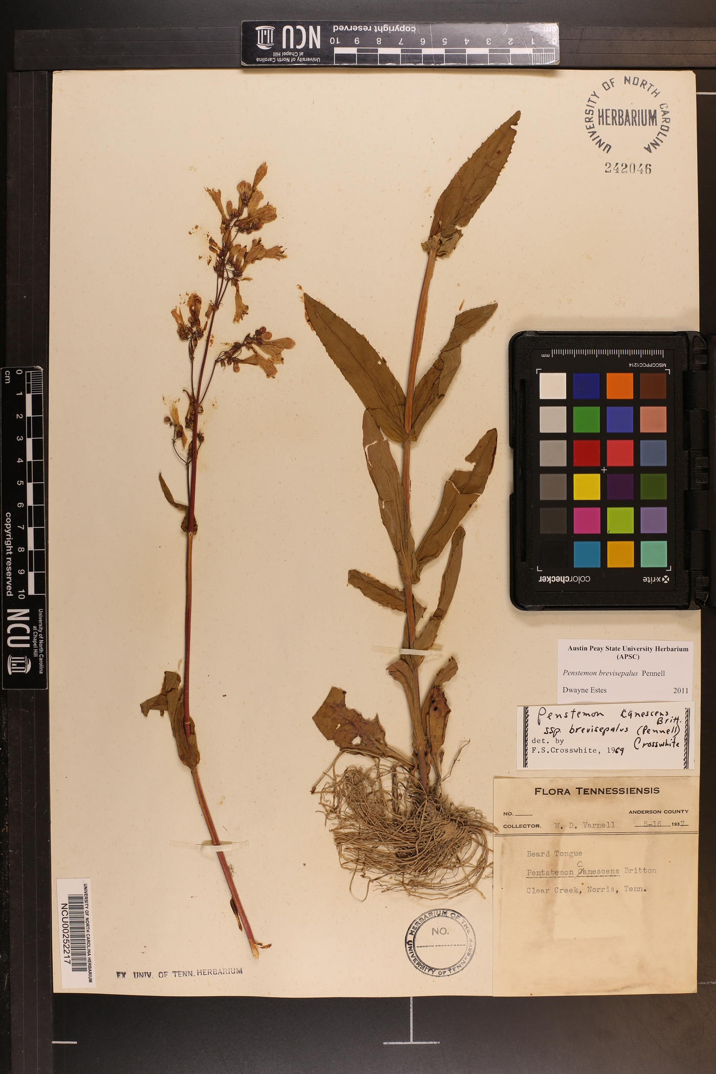 Penstemon brevisepalus image