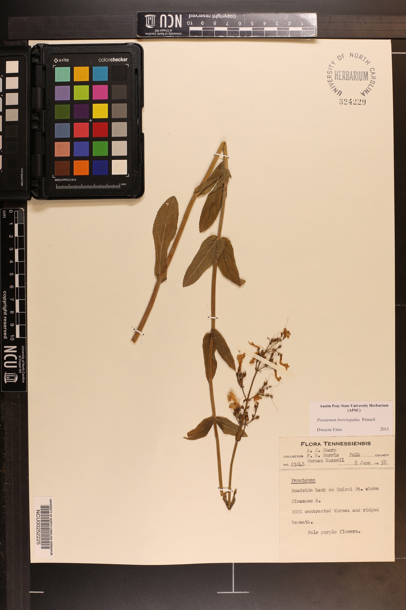 Penstemon brevisepalus image