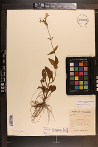 Penstemon brevisepalus image