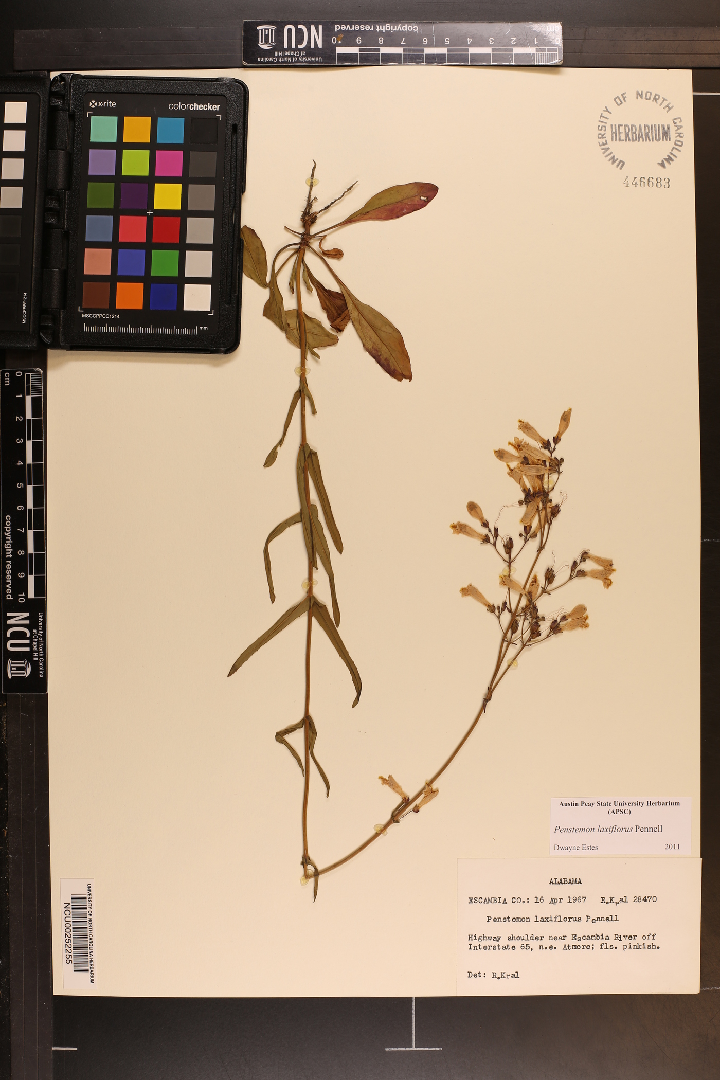 Penstemon laxiflorus image