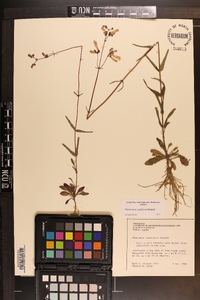 Penstemon laxiflorus image