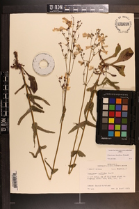 Penstemon laxiflorus image