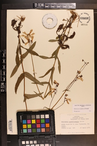 Penstemon laxiflorus image