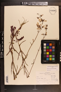 Penstemon laxiflorus image