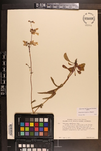 Penstemon laxiflorus image