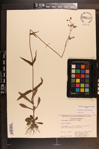 Penstemon laxiflorus image