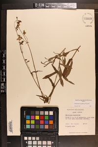 Penstemon laxiflorus image