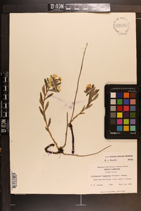 Lithospermum canescens image