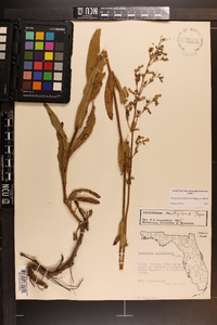 Penstemon multiflorus image