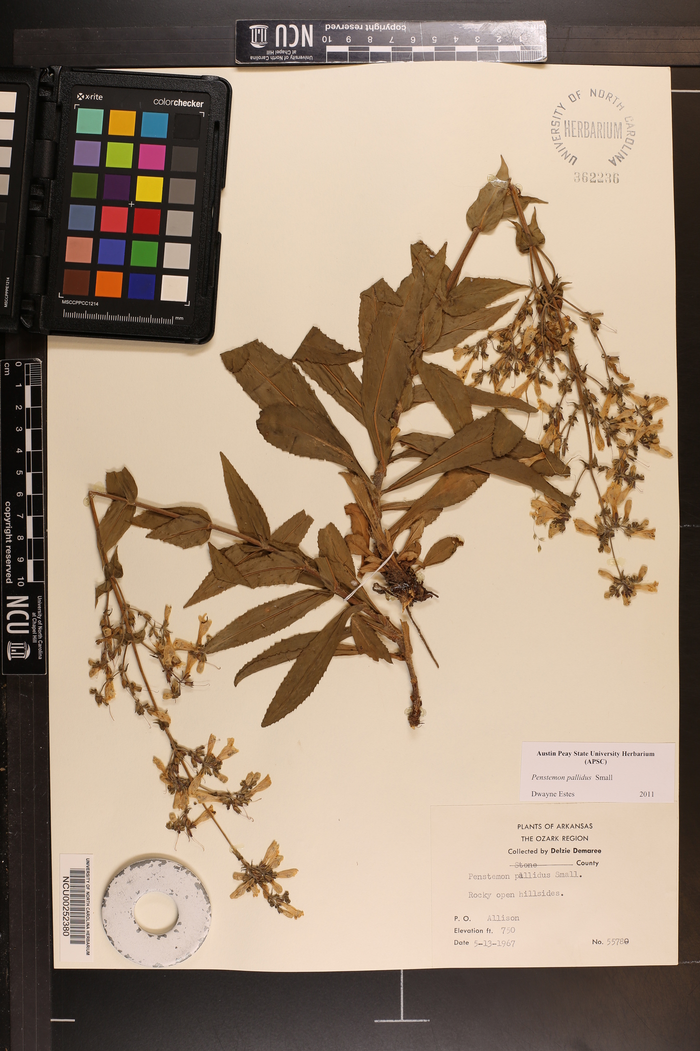 Penstemon pallidus image