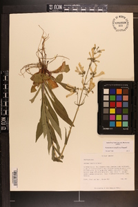 Penstemon tenuiflorus image