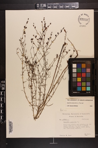 Agalinis purpurea image