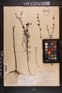 Agalinis purpurea image