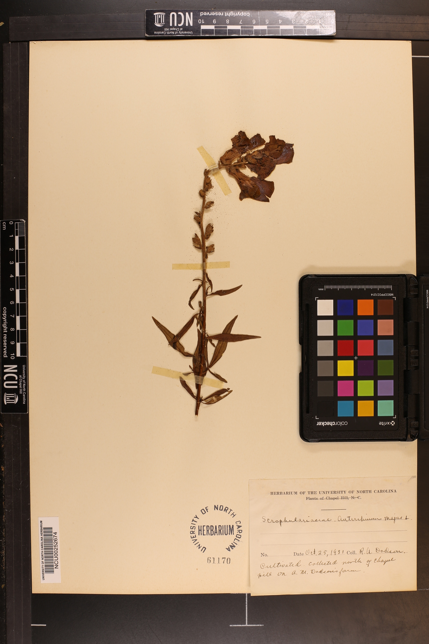 Antirrhinum majus image