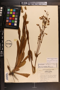 Penstemon multiflorus image