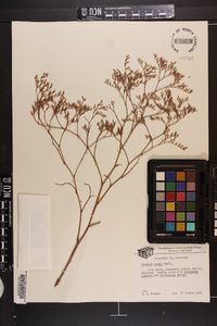 Limonium carolinianum image