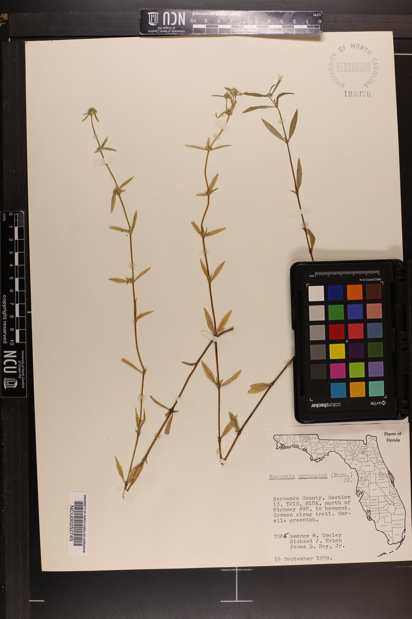 Spermacoce ocymoides image