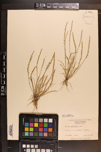 Plantago heterophylla image