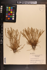 Plantago heterophylla image