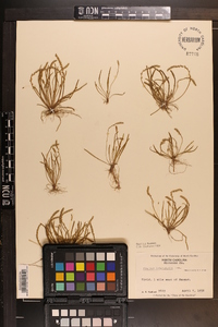 Plantago heterophylla image