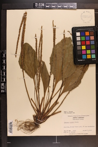 Plantago rugelii image