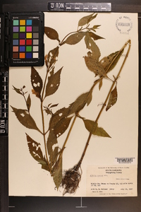 Mimulus alatus image