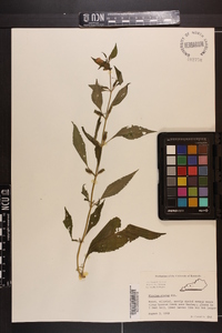 Mimulus alatus image