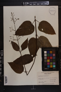 Scrophularia marilandica image