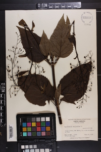 Scrophularia marilandica image