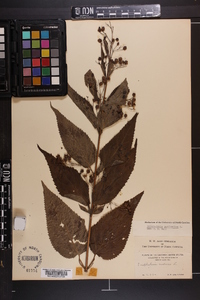 Scrophularia marilandica image