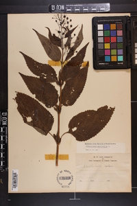 Scrophularia marilandica image