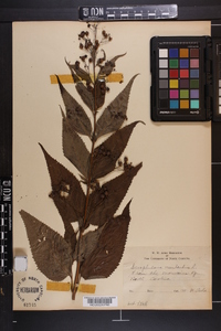 Scrophularia marilandica image