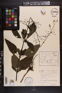 Scrophularia lanceolata image