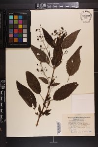 Scrophularia marilandica image