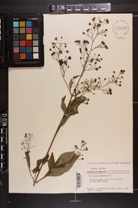 Scrophularia marilandica image