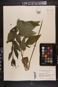 Scrophularia marilandica image