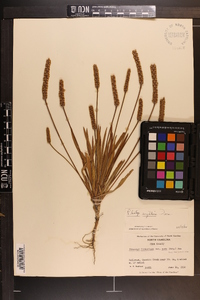 Plantago wrightiana image