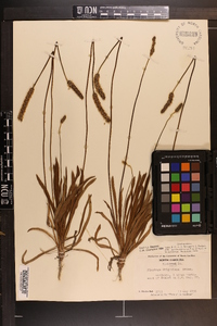 Plantago wrightiana image