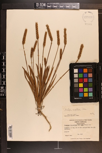 Plantago wrightiana image