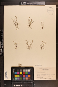 Plantago heterophylla image