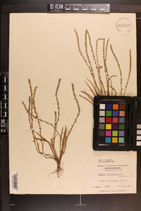 Plantago heterophylla image