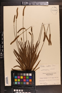 Plantago wrightiana image